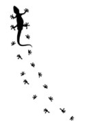 Lizard