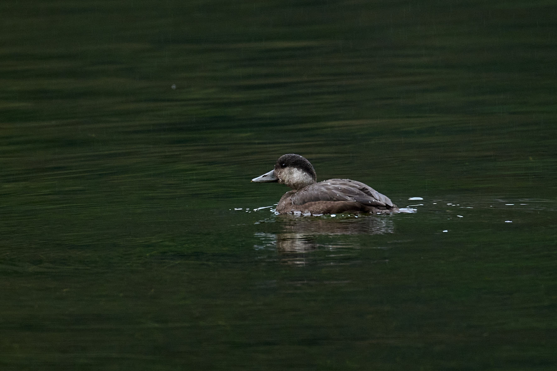 NZ9_3480-cm.jpg